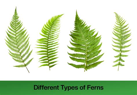 fern的意思|fern